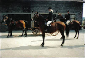 Horse Riding Centre 